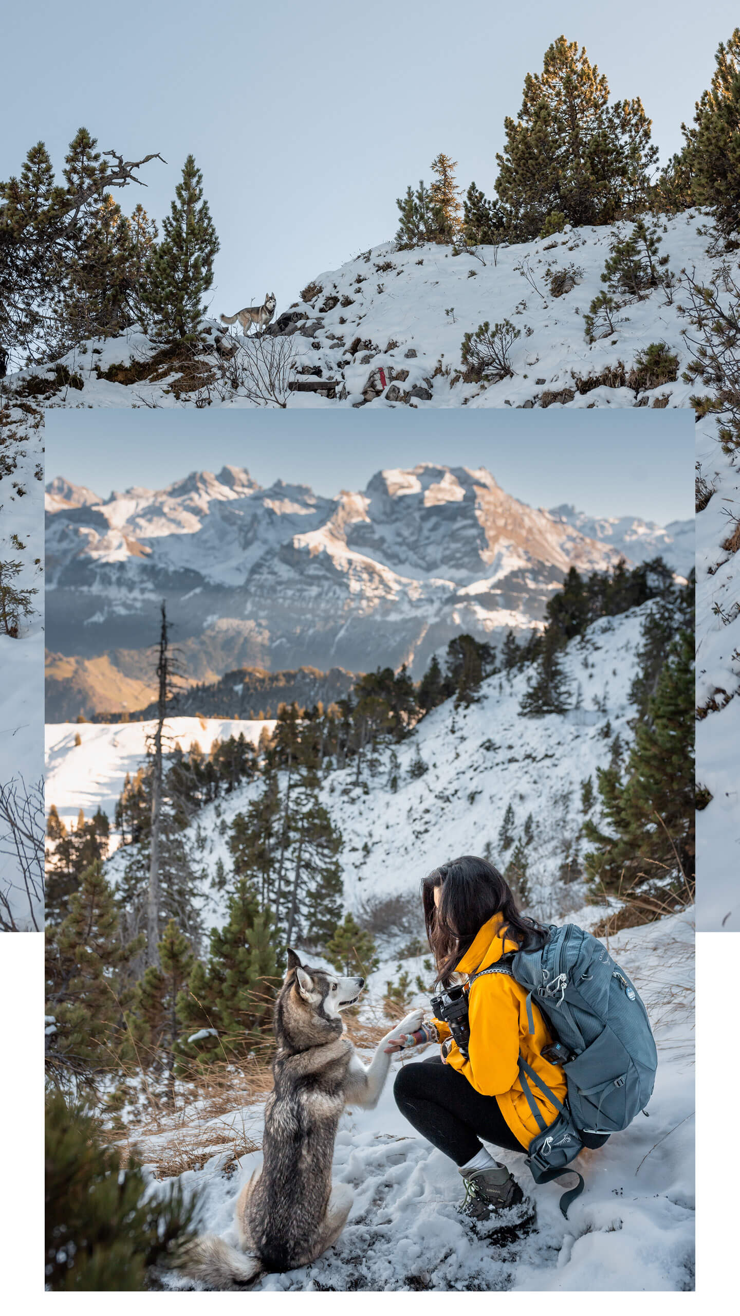 A husky-mix Pomsky and a girl hiking a ridge in the Swiss Alps near Lucerne. The have abeautiful view over the mountains as the pomsky runns ahead to explore. 