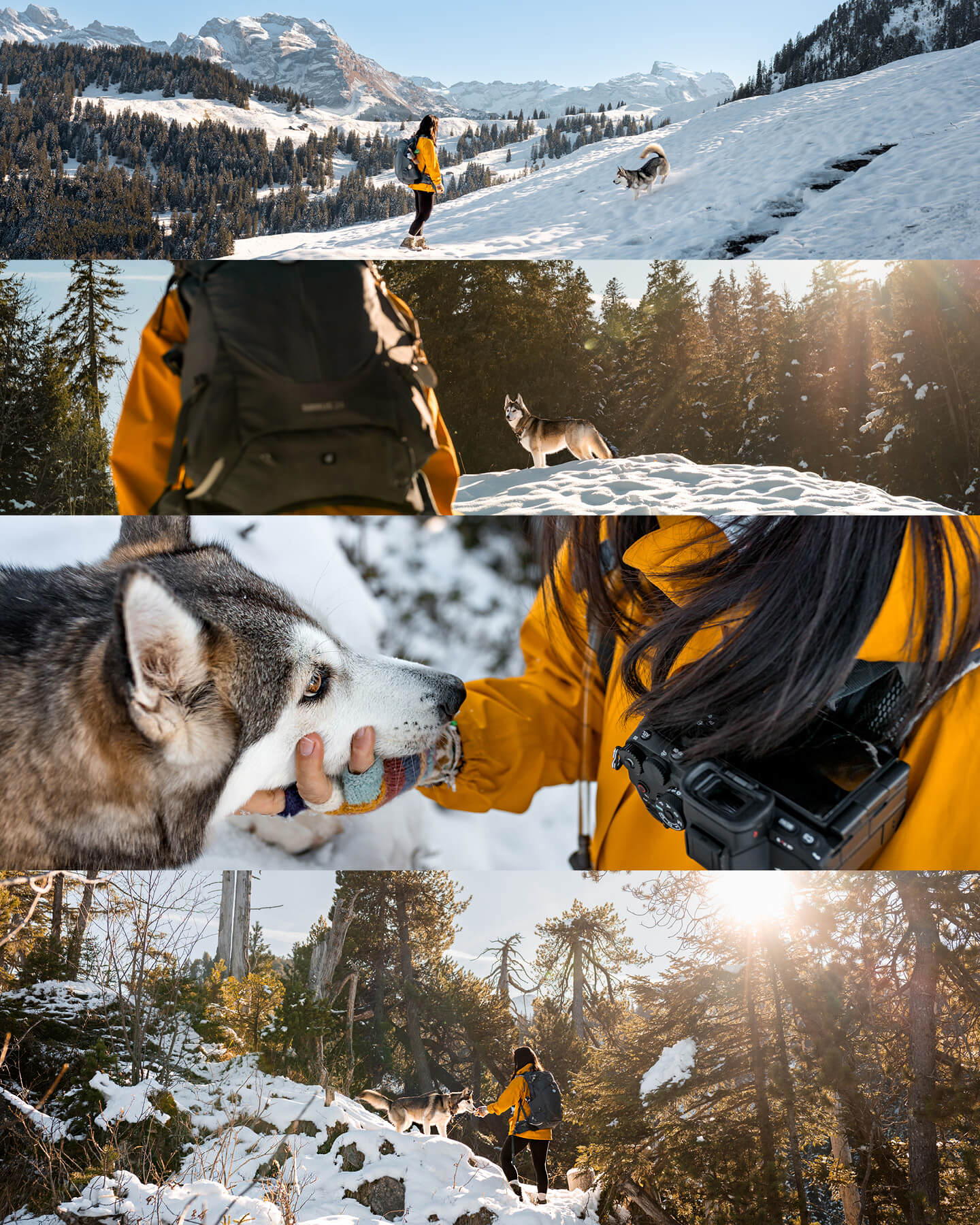 A pomsky from Singapore hiking in the Swiss Alps and enjoying the snow with her human. 