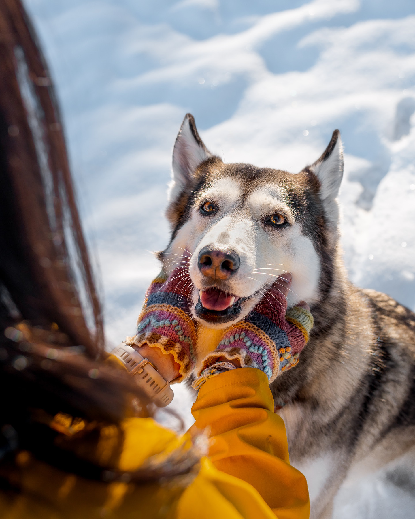 A Pomsky is a Husky-Mix. The perfect dog breed for hiking adventures in the snowy mountains 