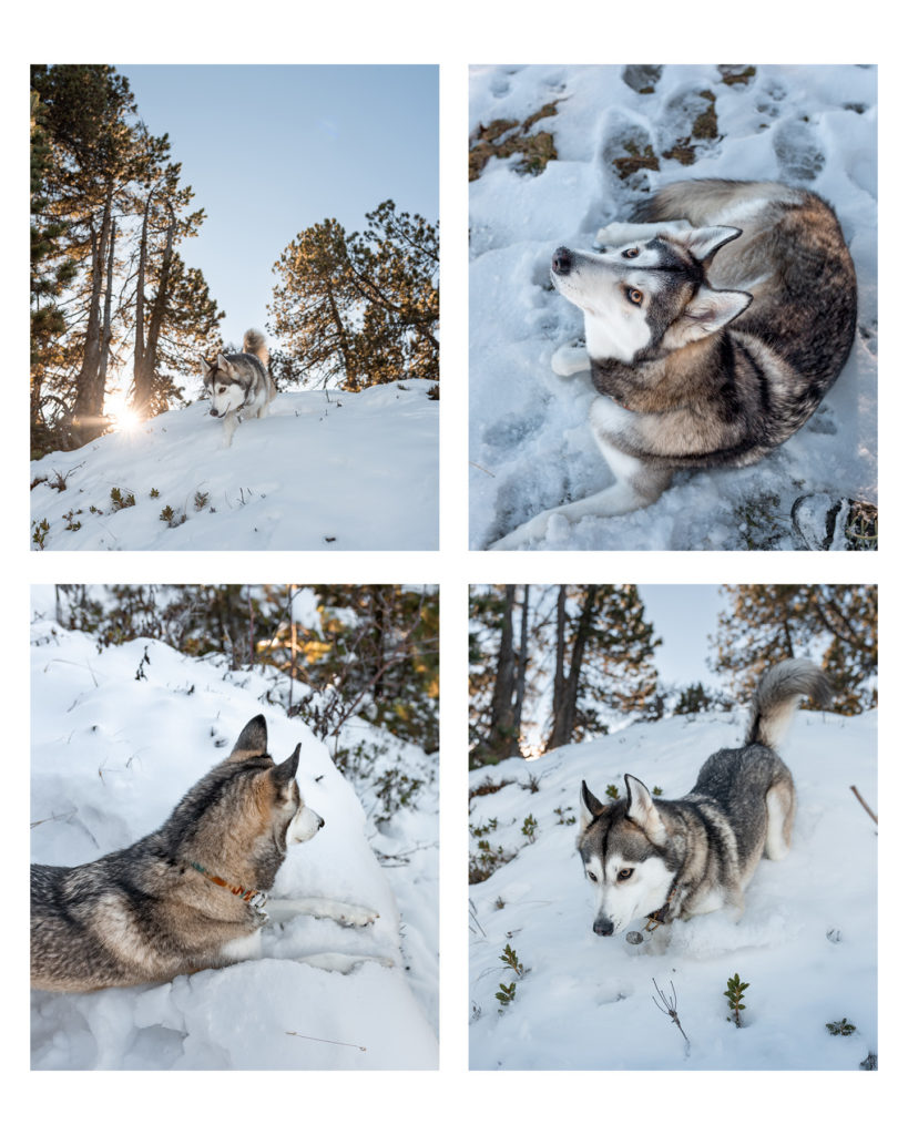 Pomsky Luna playing in the snow, exploring the winter in the Swiss Alps