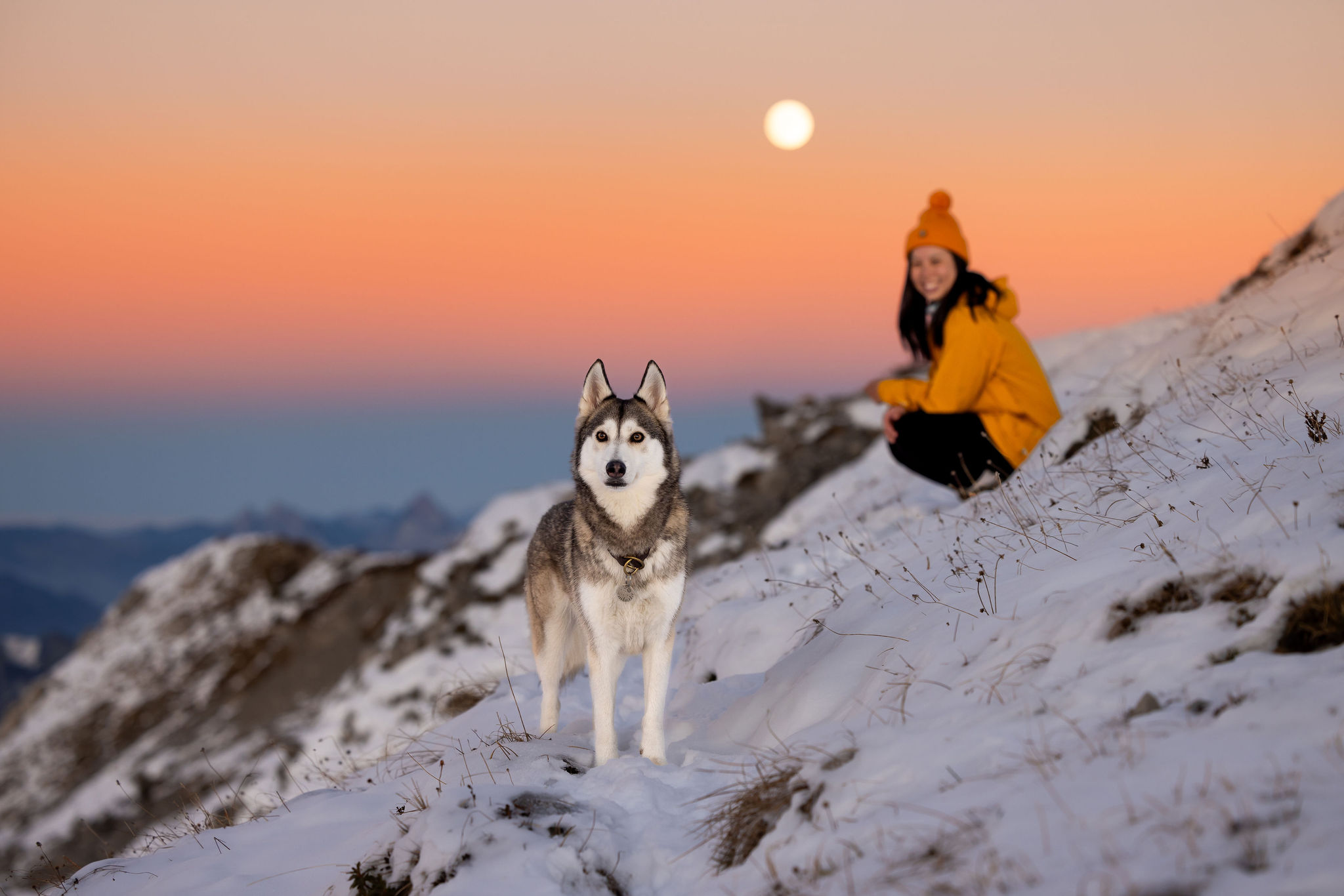 A full moon and a husky in the mountains
