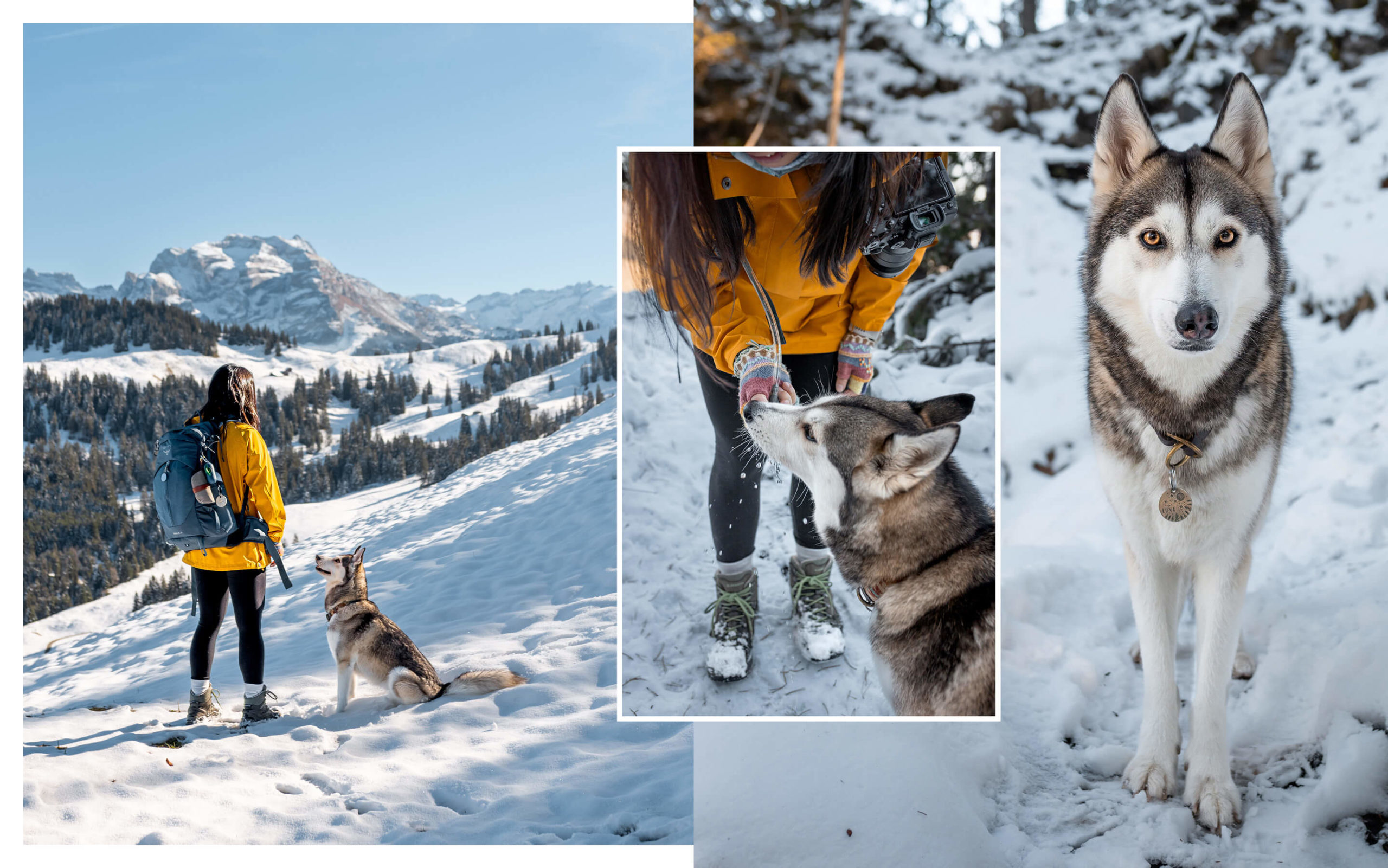 Winter landscape in trhe Swiss Alps. A Husky-Mix and a girl hiking