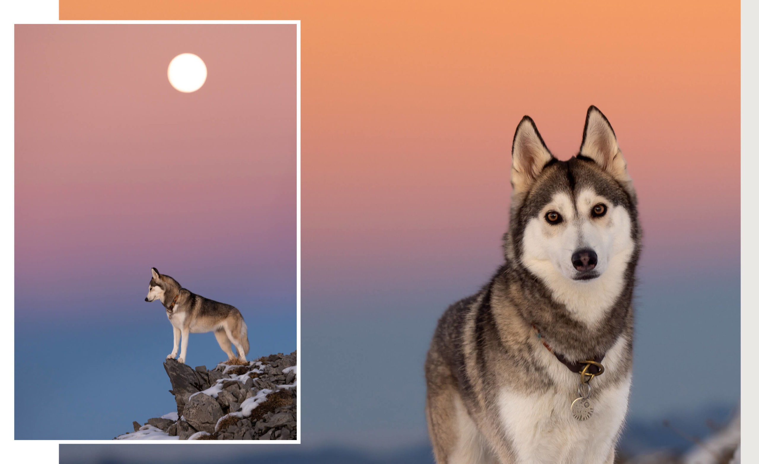 A Pomsky is a mix between Husky and Pomeranian. Here seen under a full moon and cotton cany sky in the mountains of Switzerland
