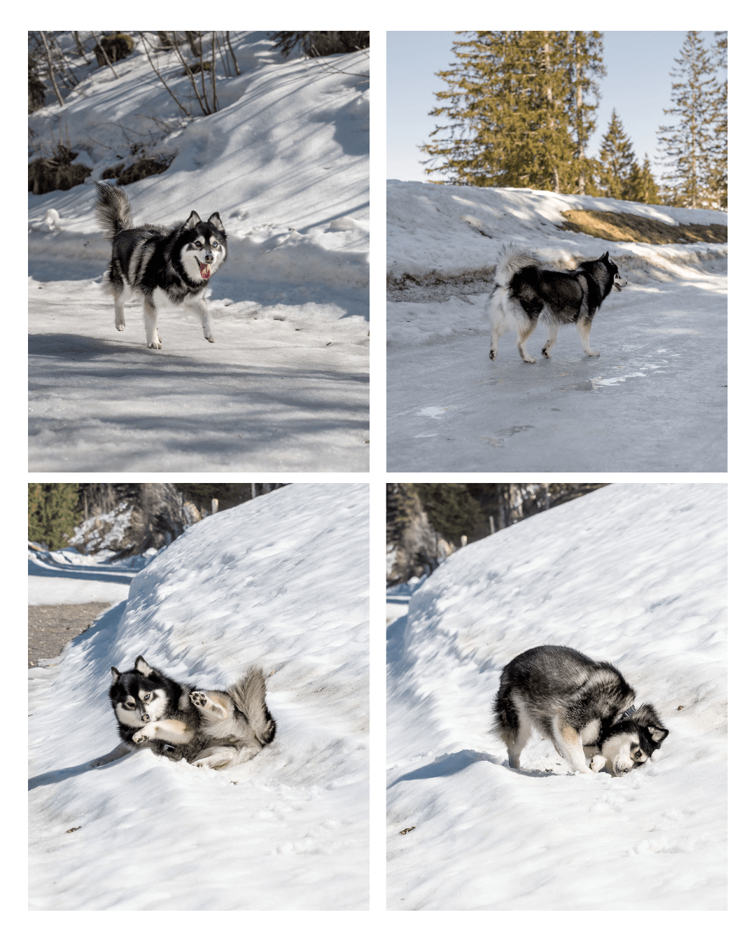 A dog from Singapore enjoys snow for the first time on Mt. rigi in early spring