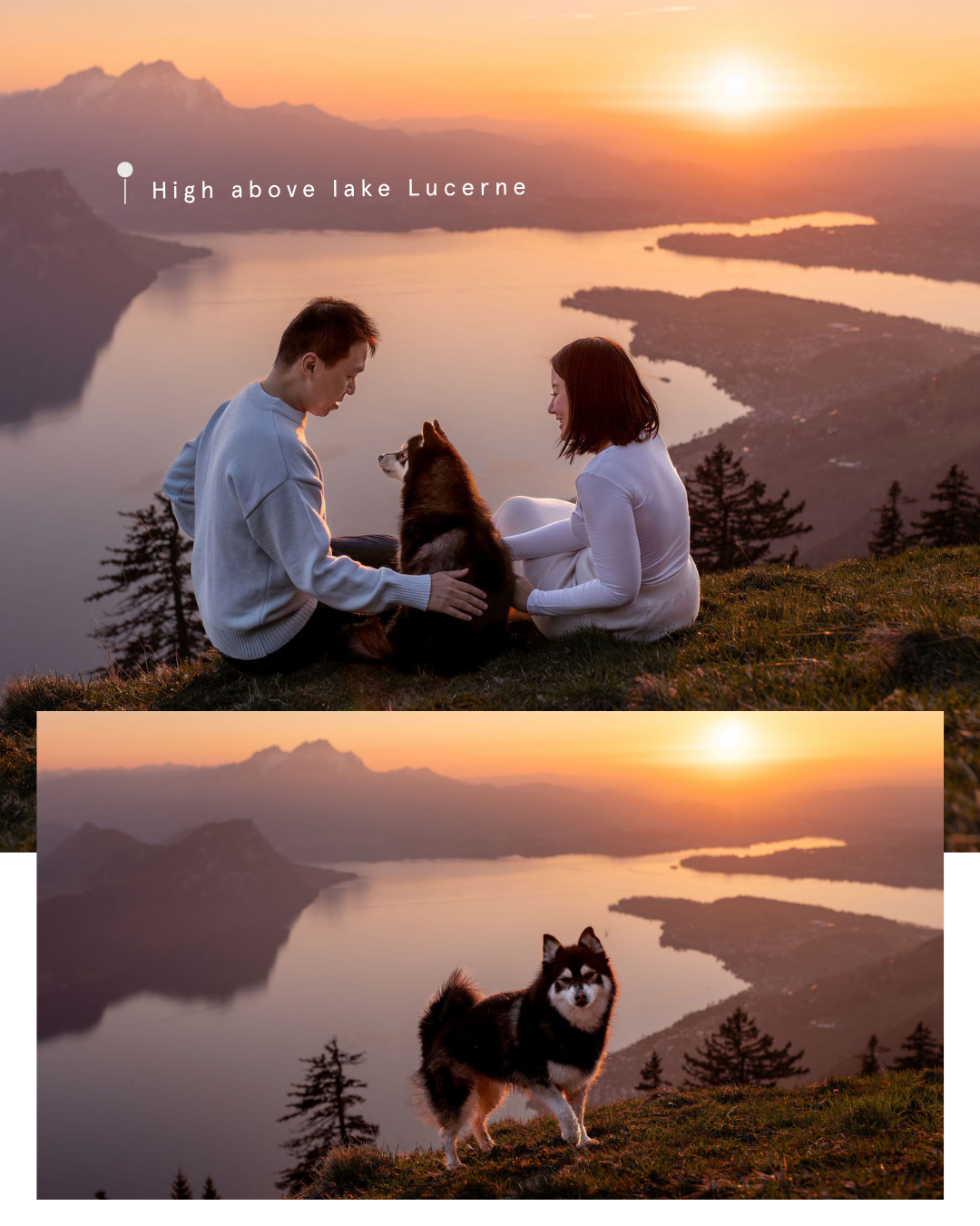 Dog photography session with a pomsky on Mt. Rigi during sunset in Spring.