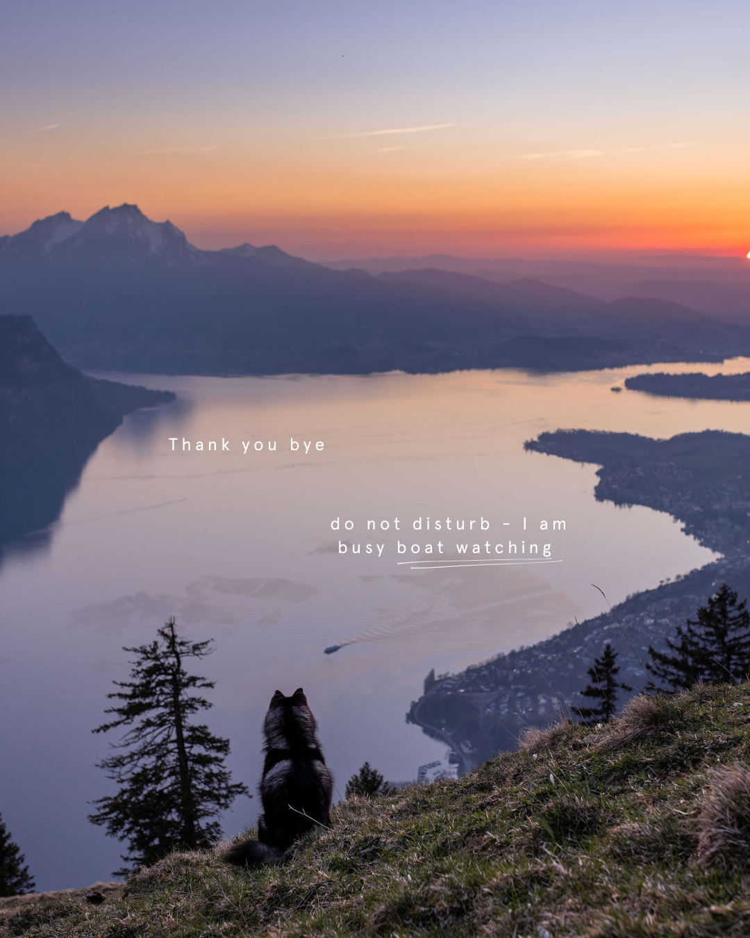 A pomsky dog wtaching the boat on lake Lucerne after sunset